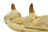 Fossil Mosasaur (Halisaurus) Jaw Section with Teeth - Morocco #345192-2